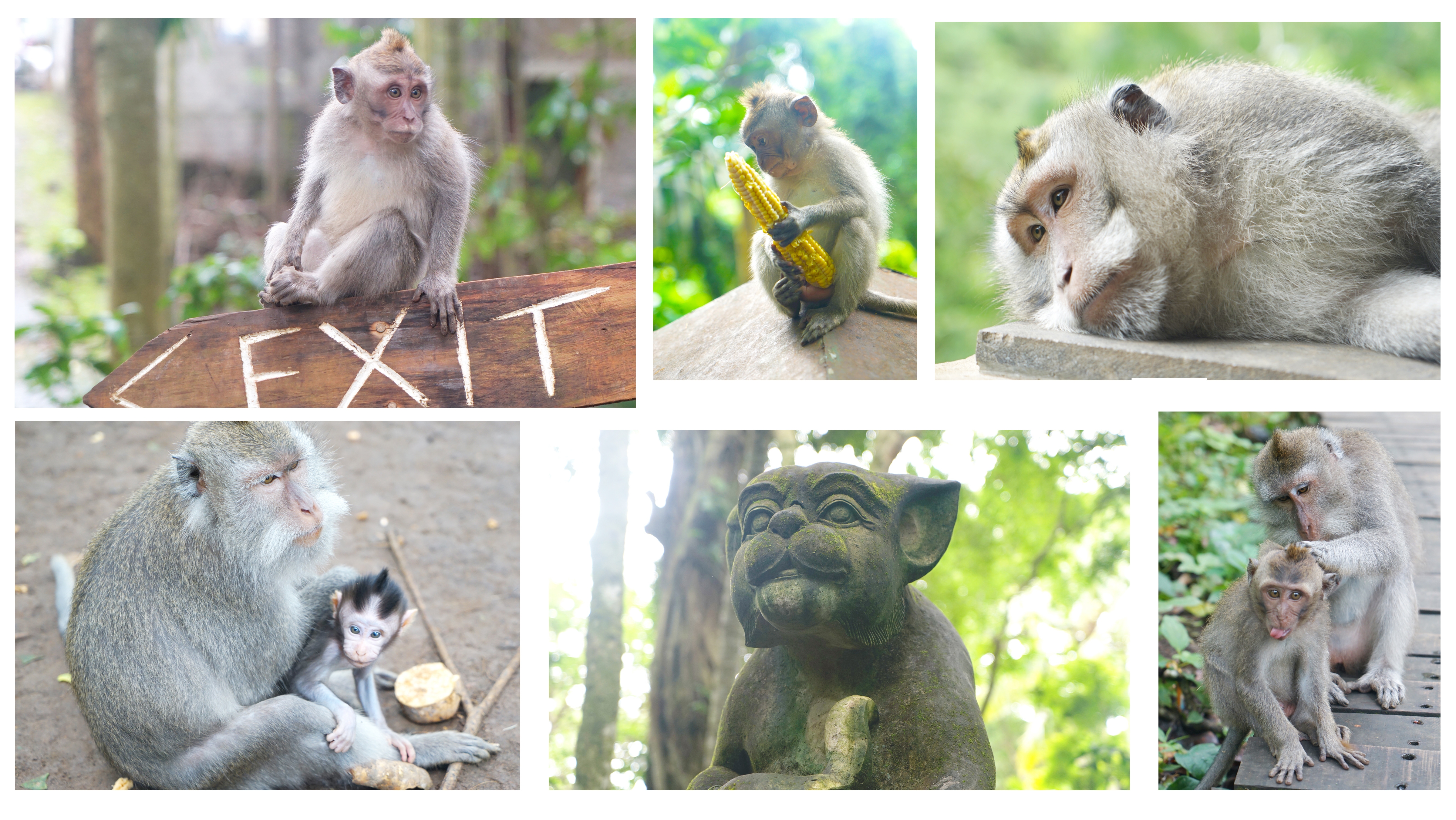 Monkey Models - Monkey Forest, Ubud